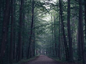 Preview wallpaper forest, path, fog, trees, mist