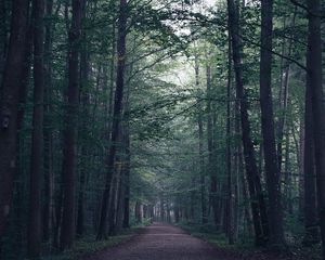 Preview wallpaper forest, path, fog, trees, mist