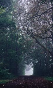 Preview wallpaper forest, path, fog, trees, gloomy