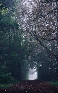 Preview wallpaper forest, path, fog, trees, gloomy