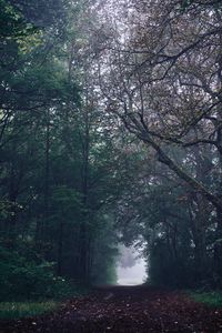 Preview wallpaper forest, path, fog, trees, gloomy