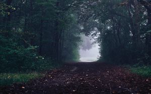 Preview wallpaper forest, path, fog, trees, gloomy