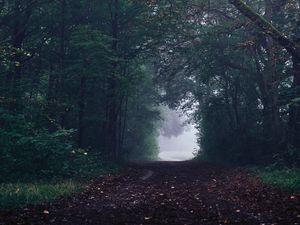 Preview wallpaper forest, path, fog, trees, gloomy