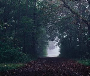 Preview wallpaper forest, path, fog, trees, gloomy