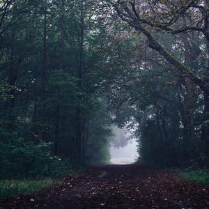 Preview wallpaper forest, path, fog, trees, gloomy