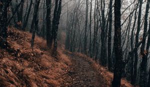 Preview wallpaper forest, path, fog, autumn, nature