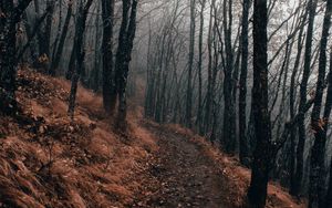 Preview wallpaper forest, path, fog, autumn, nature