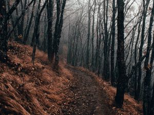 Preview wallpaper forest, path, fog, autumn, nature