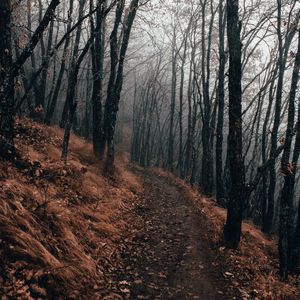 Preview wallpaper forest, path, fog, autumn, nature