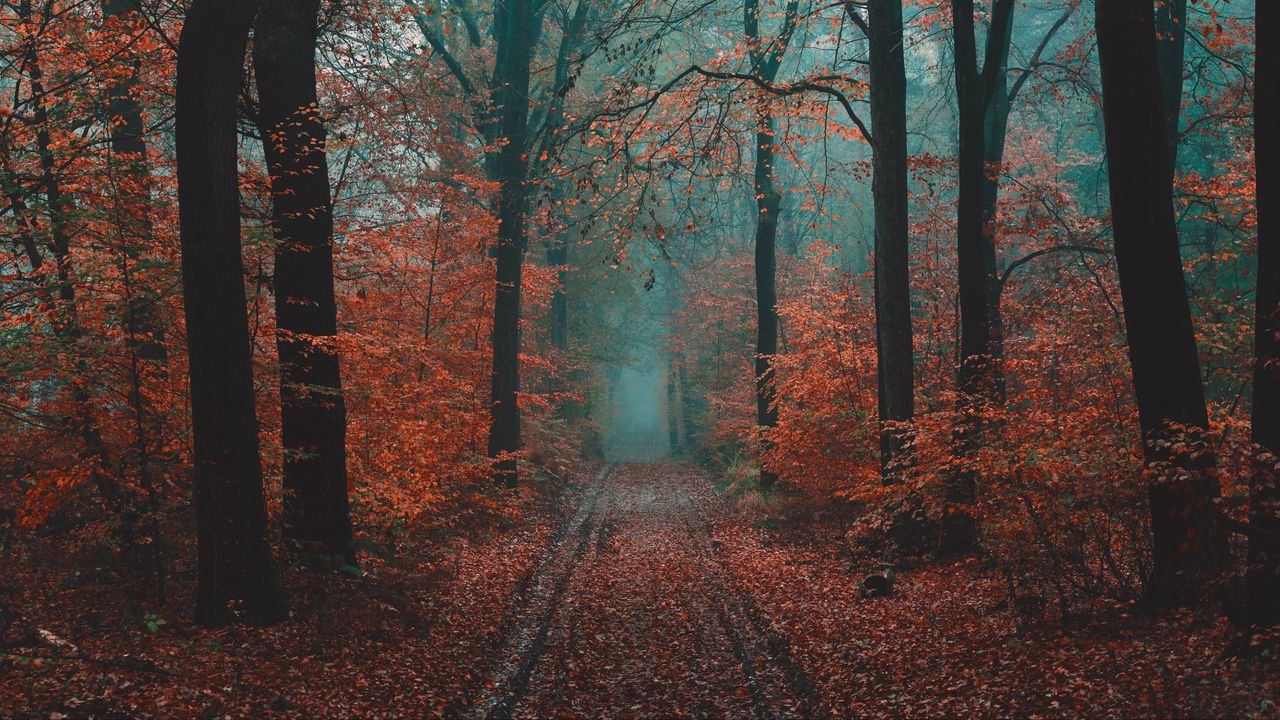 Wallpaper forest, path, fog, nature, autumn