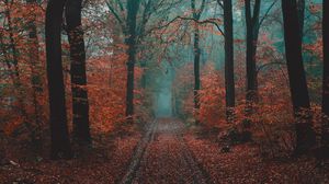Preview wallpaper forest, path, fog, nature, autumn