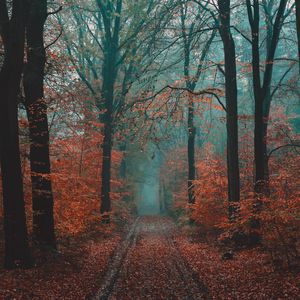 Preview wallpaper forest, path, fog, nature, autumn