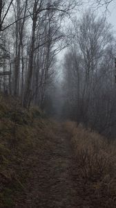 Preview wallpaper forest, path, fog, trees, nature