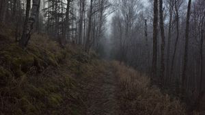 Preview wallpaper forest, path, fog, trees, nature