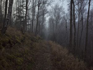 Preview wallpaper forest, path, fog, trees, nature
