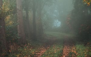 Preview wallpaper forest, path, fog, autumn