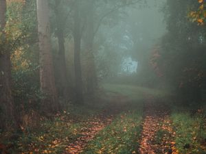 Preview wallpaper forest, path, fog, autumn