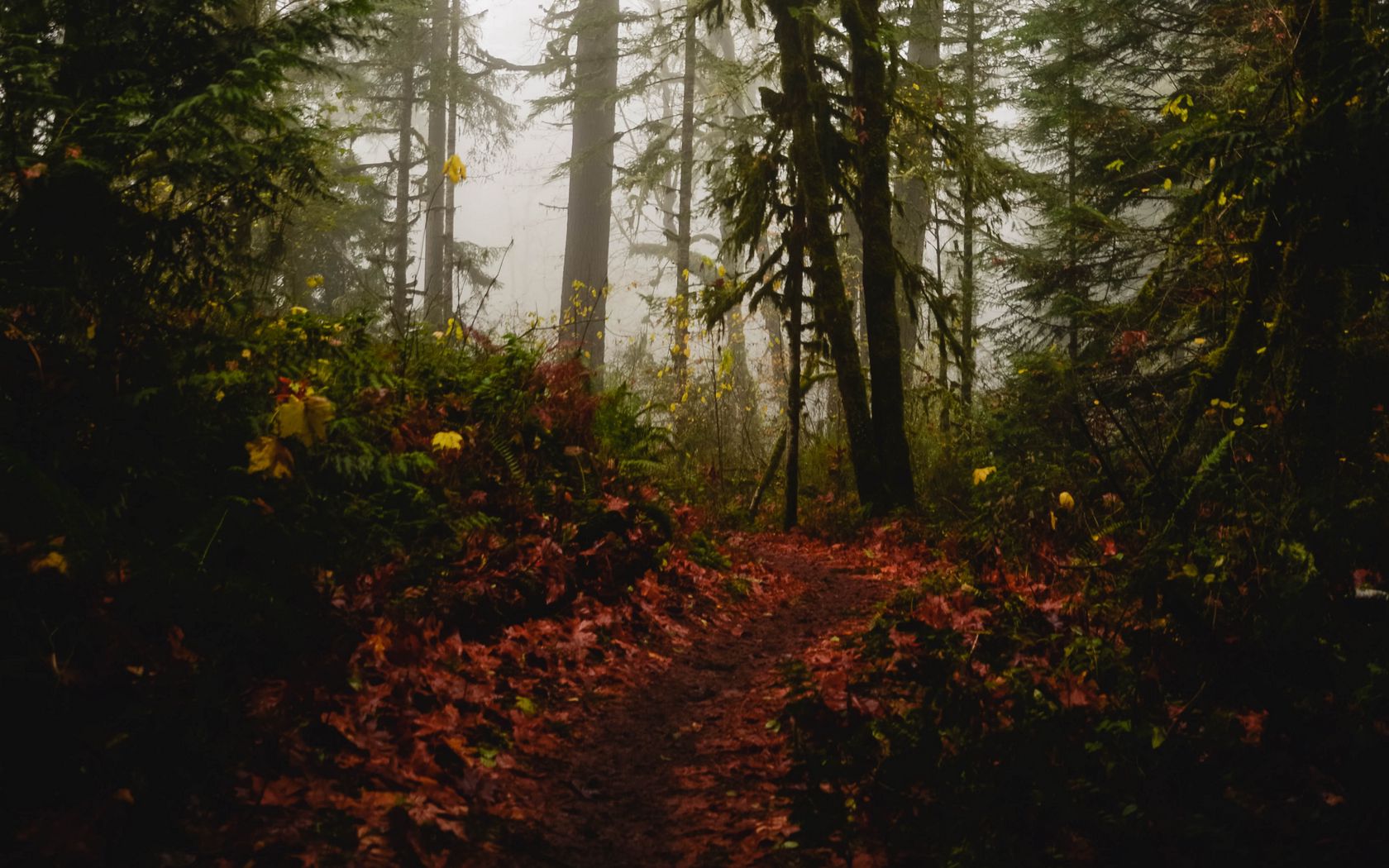 Download Wallpaper 1680x1050 Forest Path Fog Trees Autumn