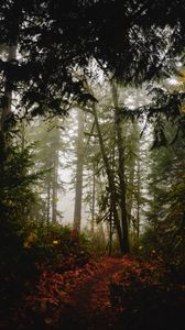 Preview wallpaper forest, path, fog, trees, autumn