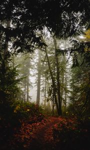 Preview wallpaper forest, path, fog, trees, autumn