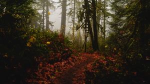 Preview wallpaper forest, path, fog, trees, autumn