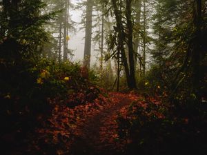 Preview wallpaper forest, path, fog, trees, autumn