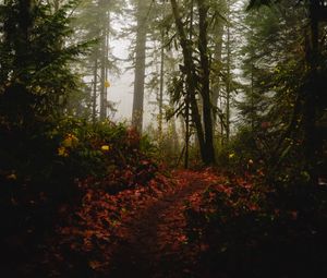 Preview wallpaper forest, path, fog, trees, autumn