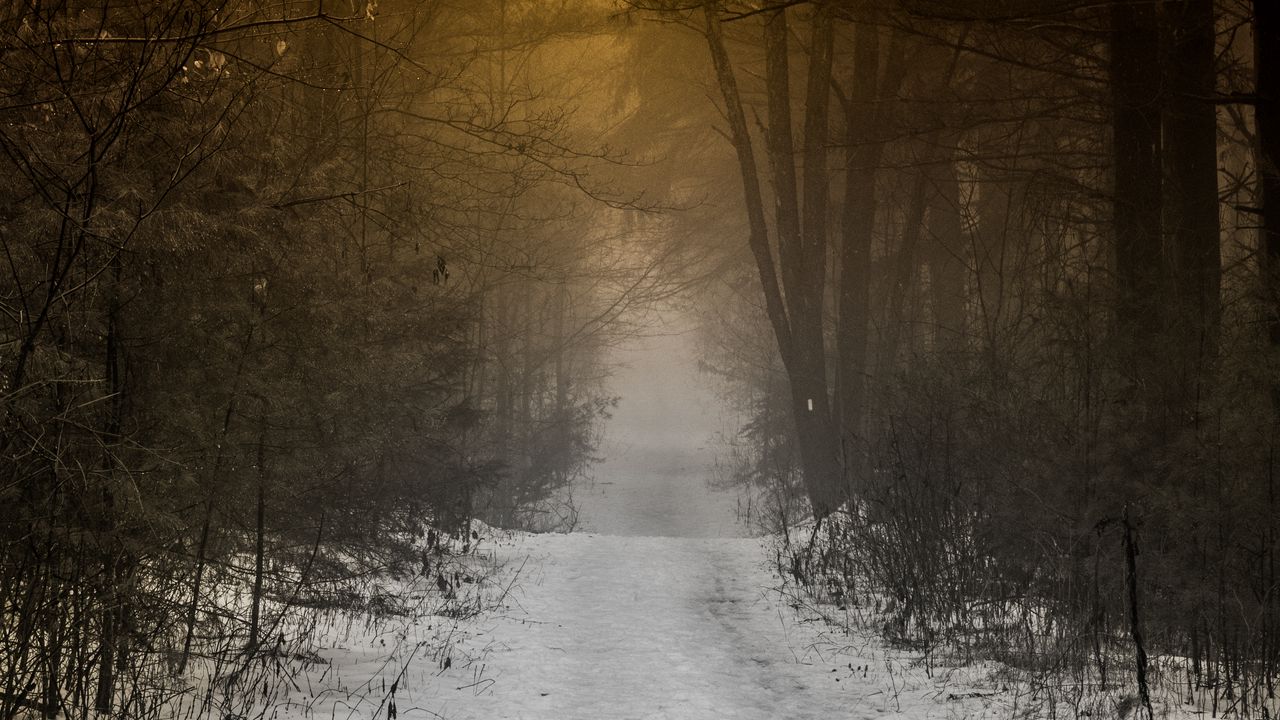 Wallpaper forest, path, fog, snow, nature