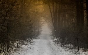 Preview wallpaper forest, path, fog, snow, nature