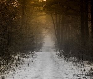 Preview wallpaper forest, path, fog, snow, nature