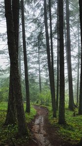 Preview wallpaper forest, path, fog, trees, green