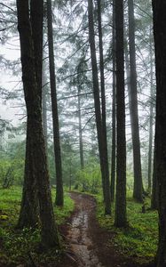 Preview wallpaper forest, path, fog, trees, green
