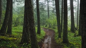Preview wallpaper forest, path, fog, trees, green
