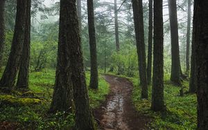 Preview wallpaper forest, path, fog, trees, green