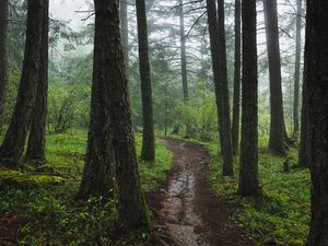 Preview wallpaper forest, path, fog, trees, green