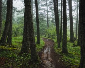 Preview wallpaper forest, path, fog, trees, green