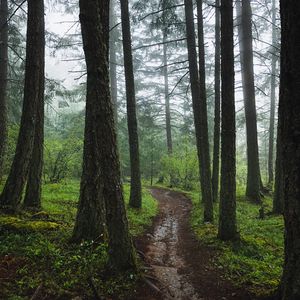 Preview wallpaper forest, path, fog, trees, green