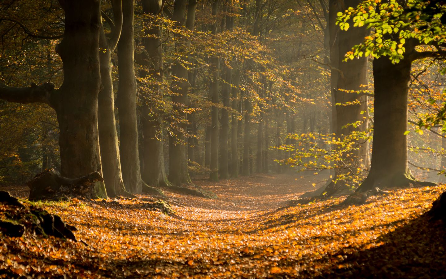 Download wallpaper 1440x900 forest, path, foliage, branches widescreen ...