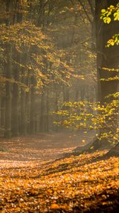 Preview wallpaper forest, path, foliage, branches