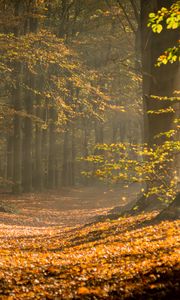 Preview wallpaper forest, path, foliage, branches