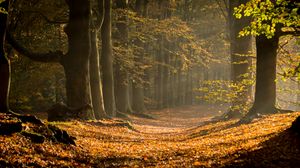Preview wallpaper forest, path, foliage, branches