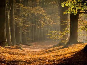 Preview wallpaper forest, path, foliage, branches