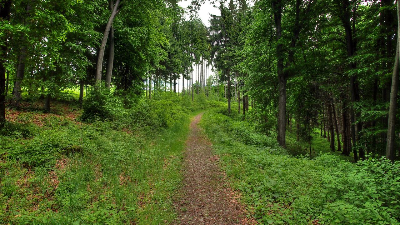 Wallpaper forest, path, landscape