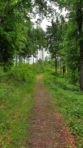 Preview wallpaper forest, path, landscape