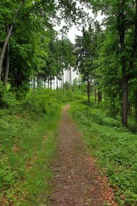 Preview wallpaper forest, path, landscape