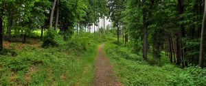 Preview wallpaper forest, path, landscape