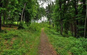 Preview wallpaper forest, path, landscape