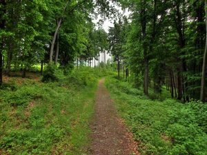 Preview wallpaper forest, path, landscape