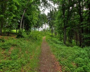 Preview wallpaper forest, path, landscape