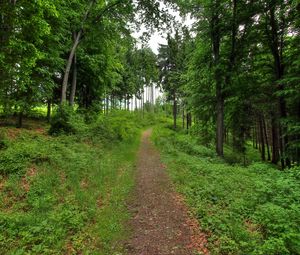 Preview wallpaper forest, path, landscape